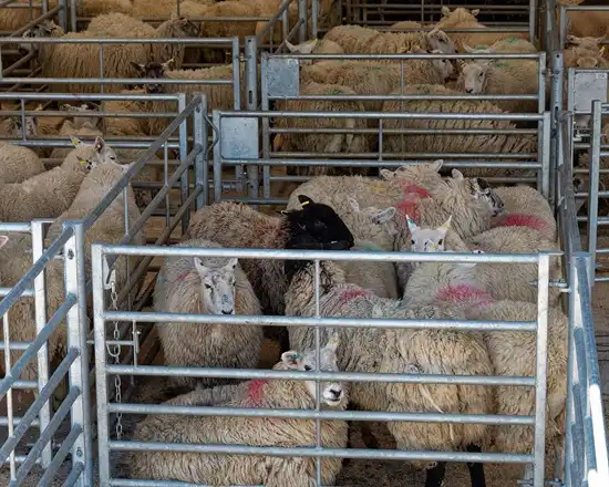 Sheep fencing panels ideal for farms and pastures.